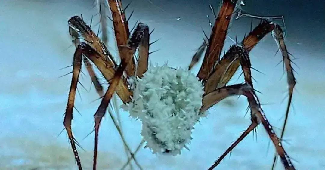 Fungo transforma aranhas