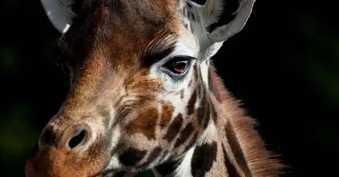 Animais grandes têm câncer