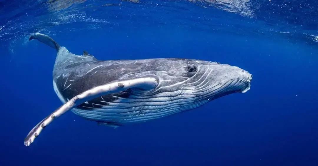 Baleias evitam orcas