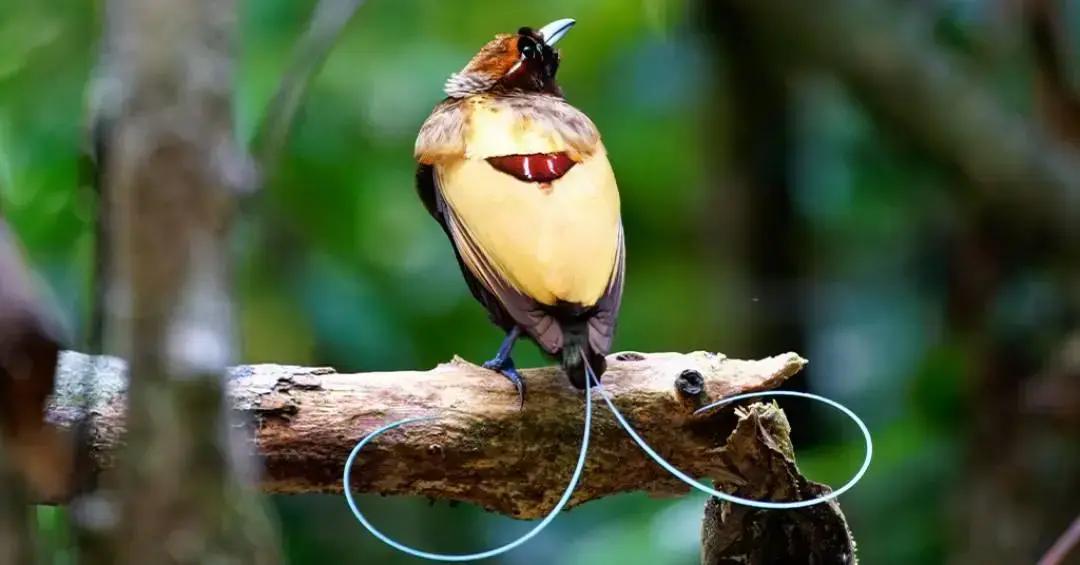 Biofluorescência aves-do-paraíso