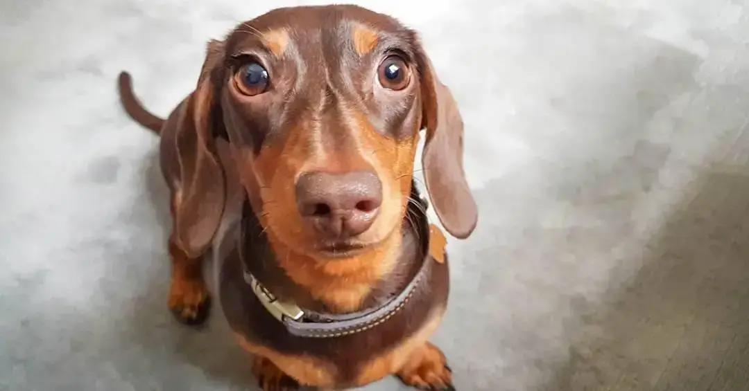 Chamar atenção cachorro