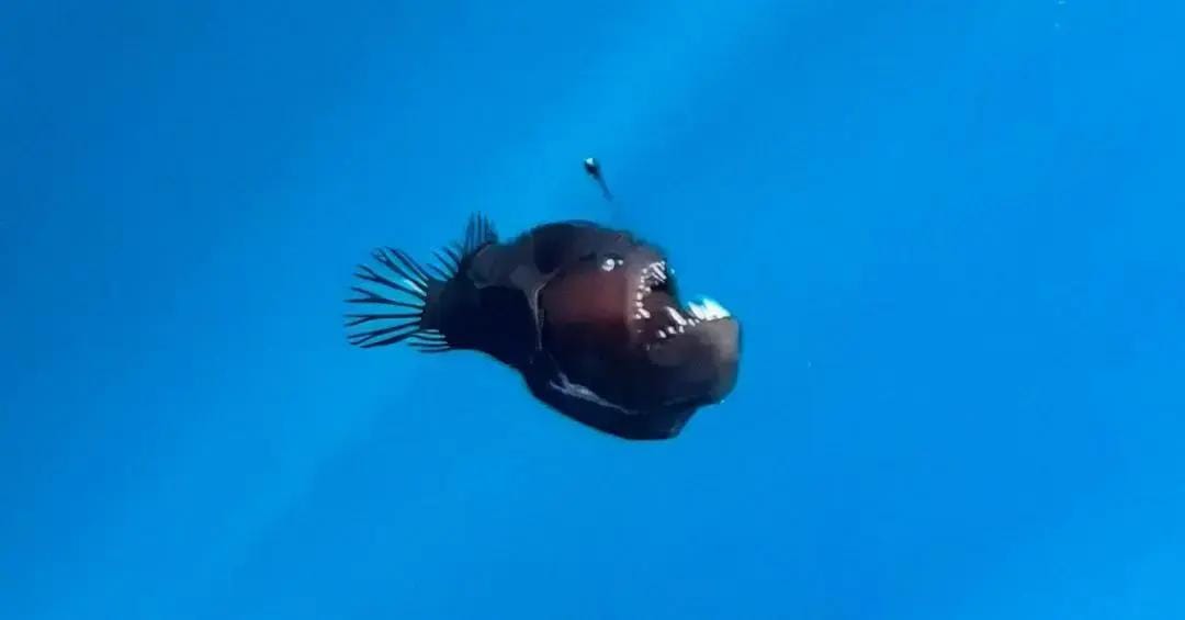 Criaturas do fundo do oceano