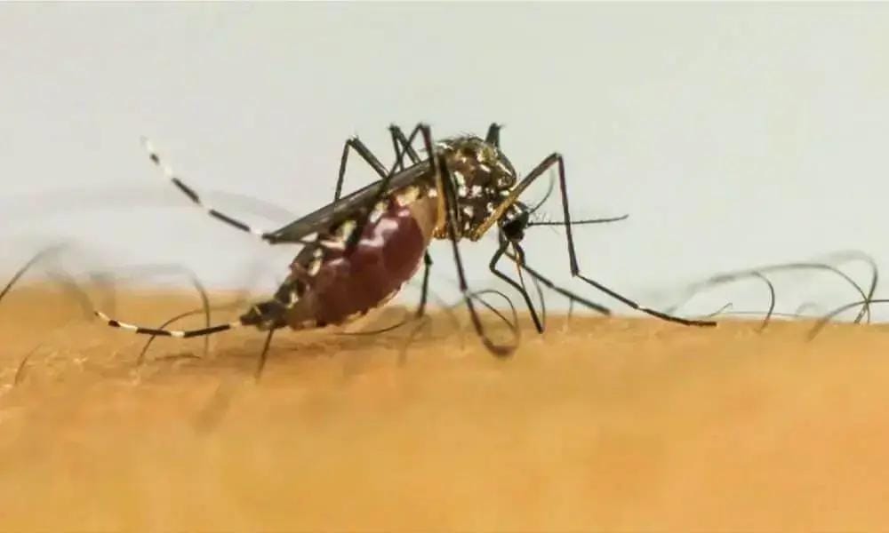 Dengue no Espírito Santo