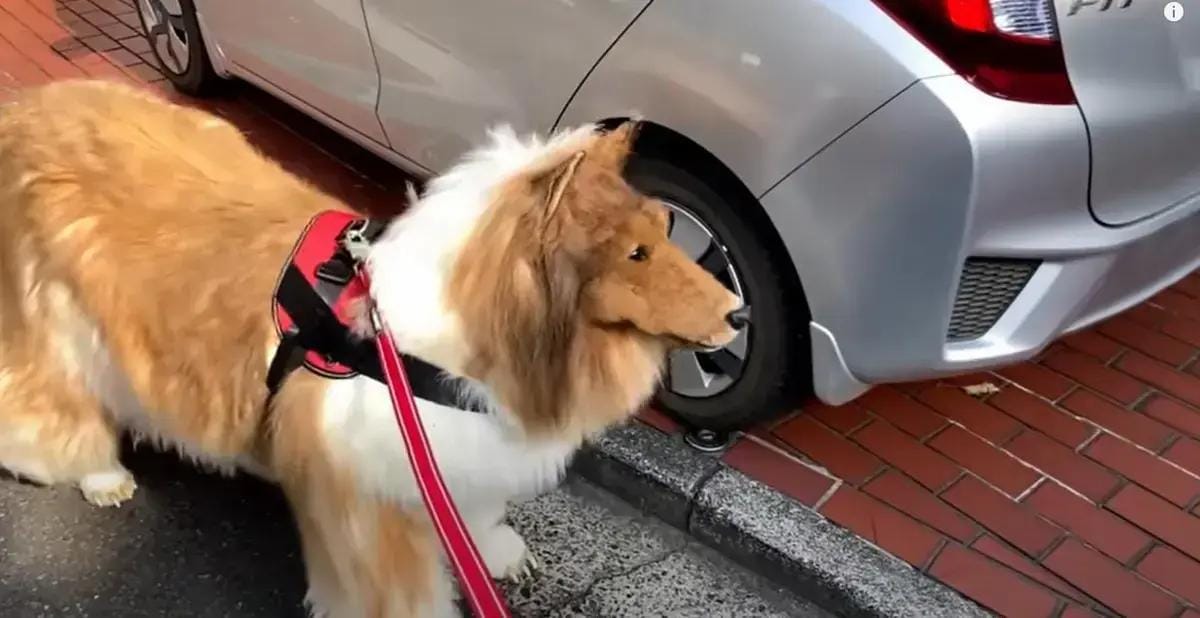 Homem vira cachorro