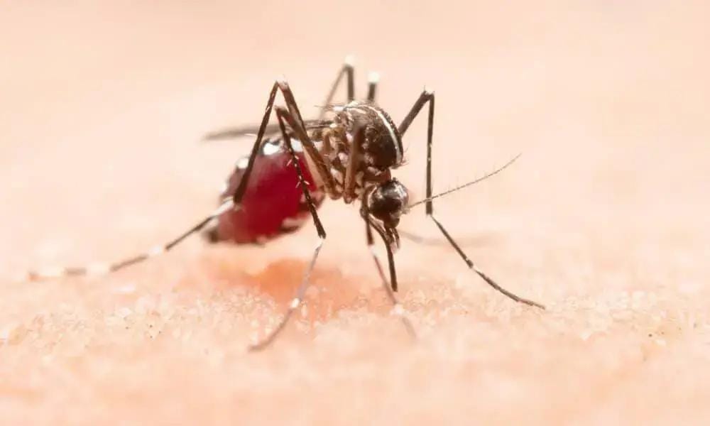 Mortes suspeitas por dengue