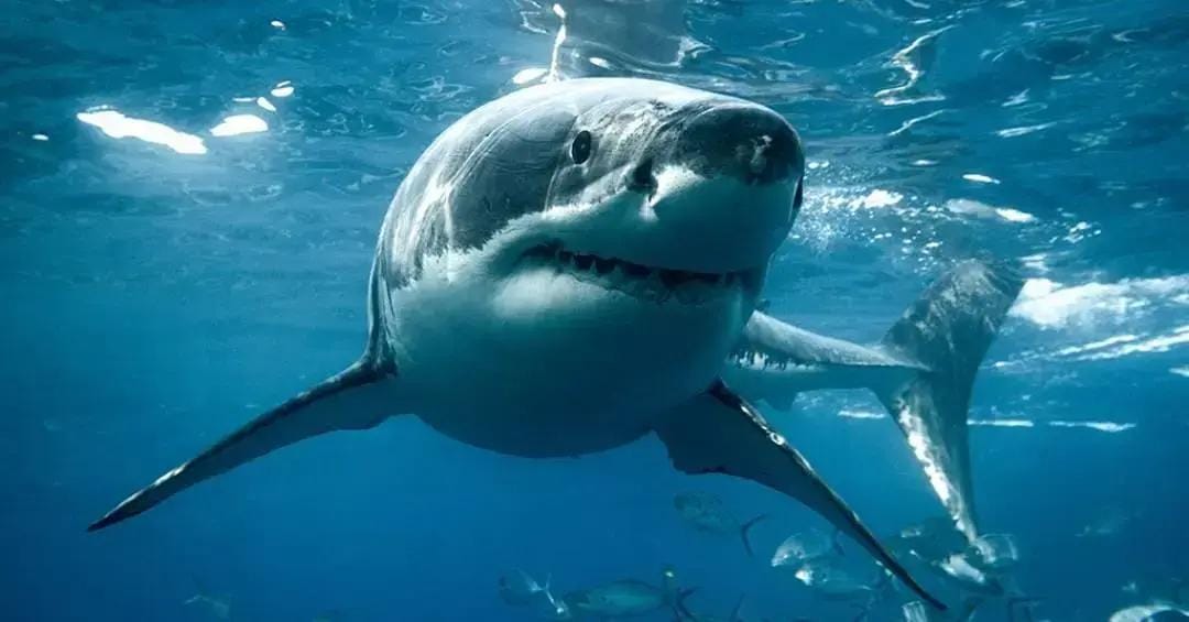 Orcas matam tubarões brancos