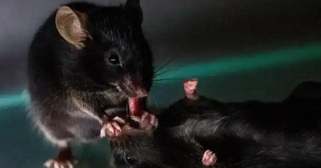 Primeiros socorros em ratos