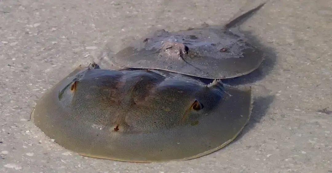 Sangue azul caranguejo