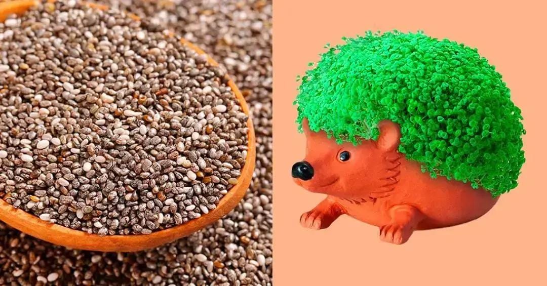 Semente de chia