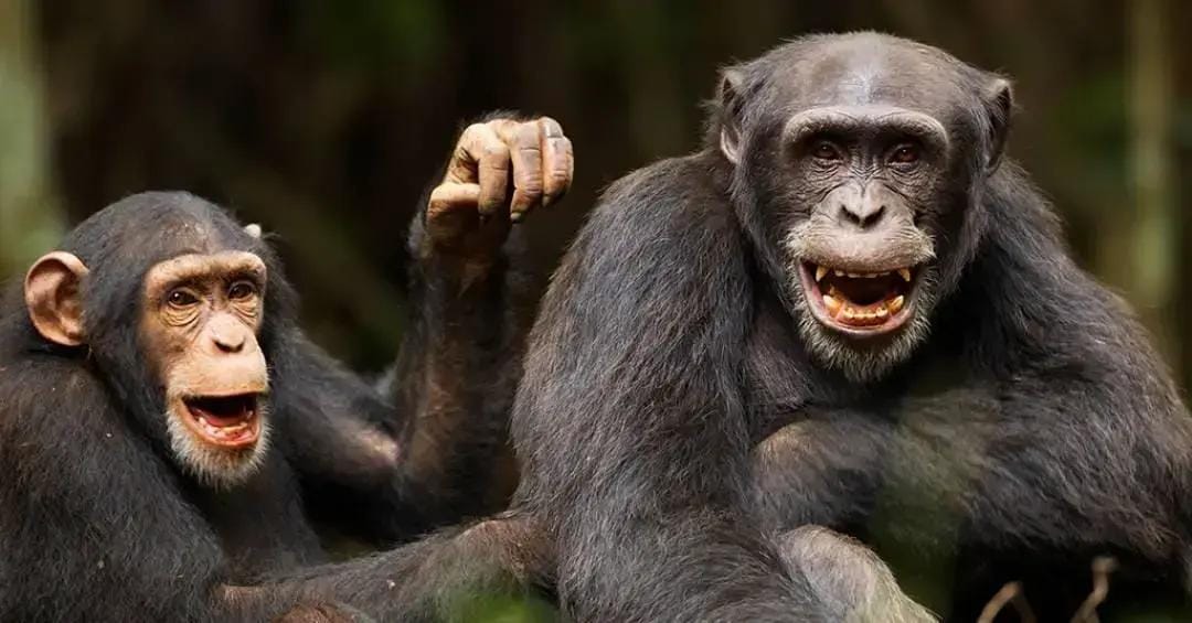 Sinais de chimpanzé para sexo