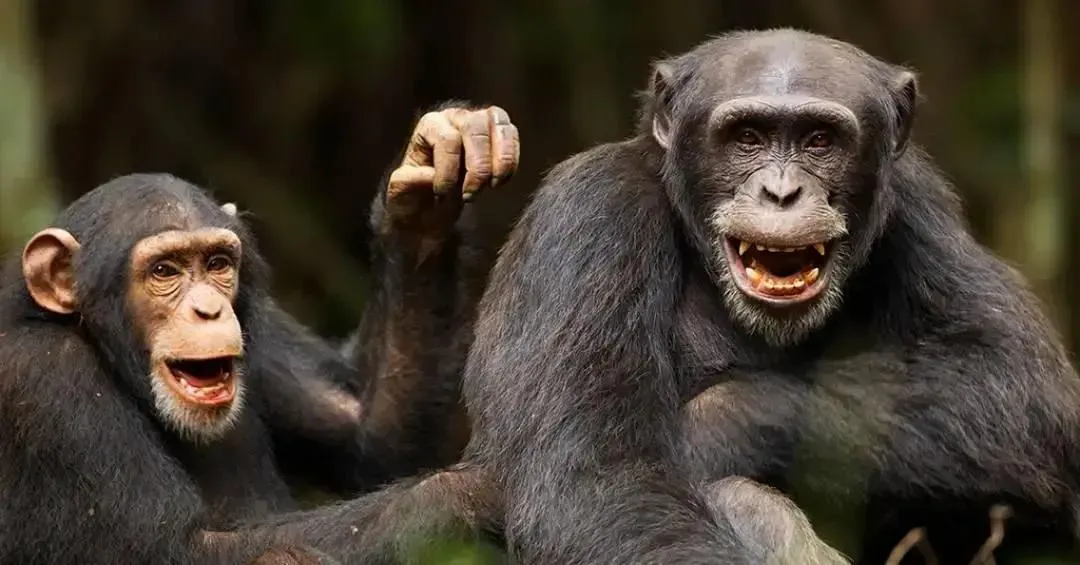 Sinais de chimpanzé para sexo