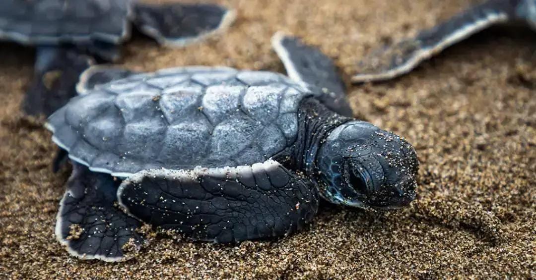 Tartarugas marinhas comuns