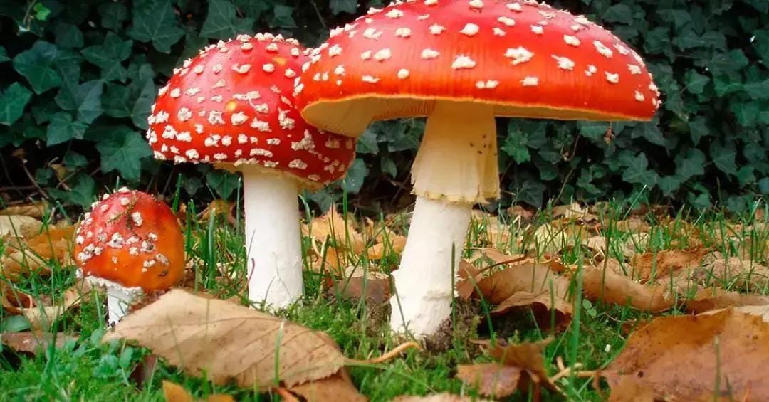 Cogumelos venenosos que podem ser fatais