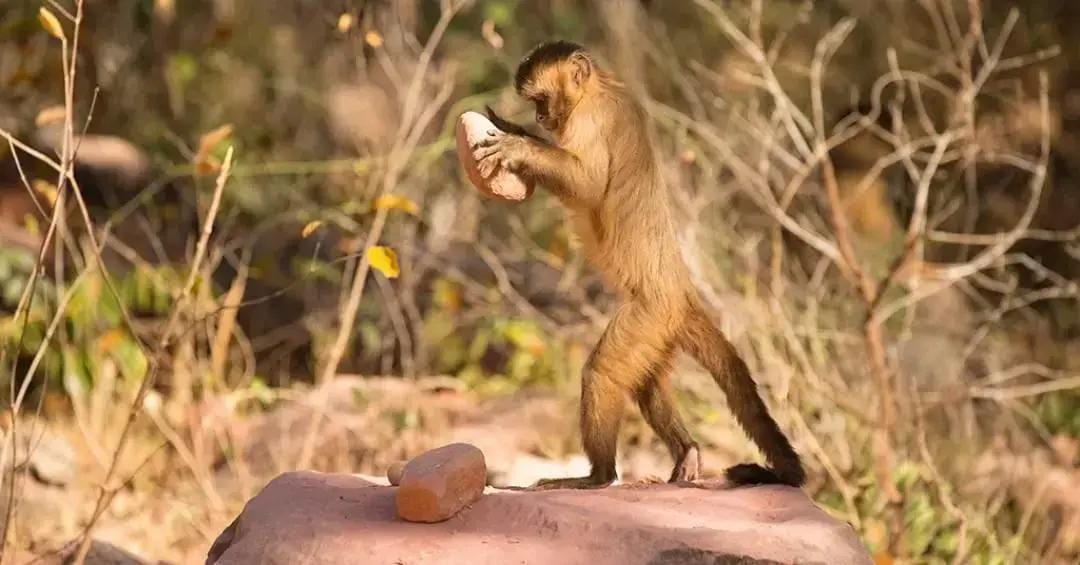 Macacos-prego de Minas Gerais