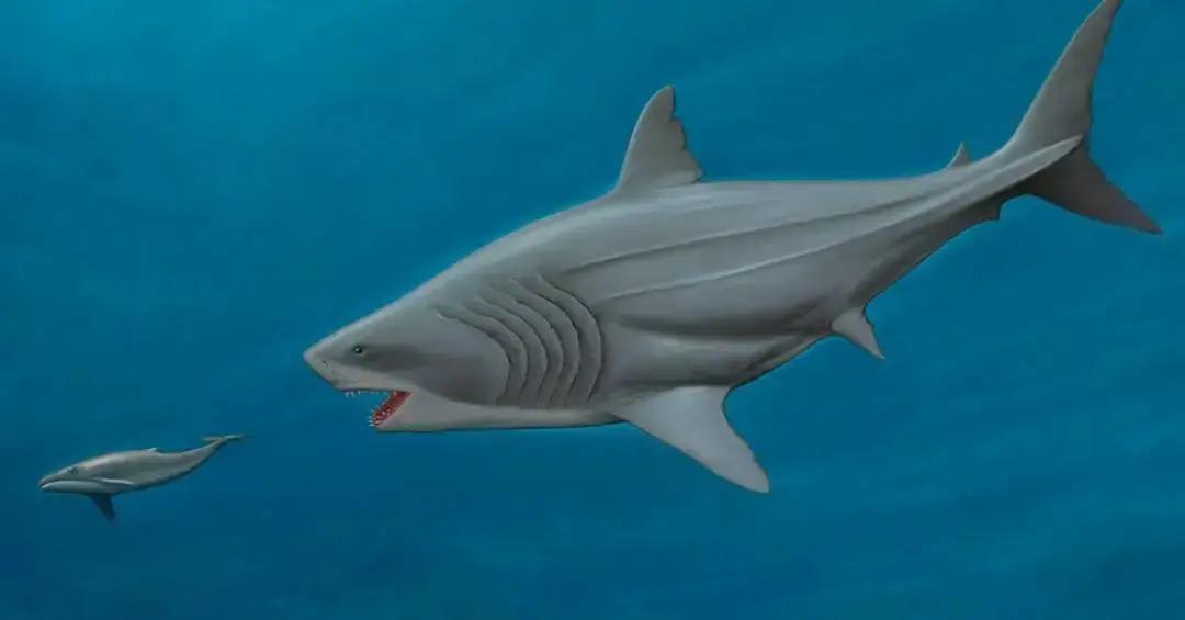 Megalodon maior do que