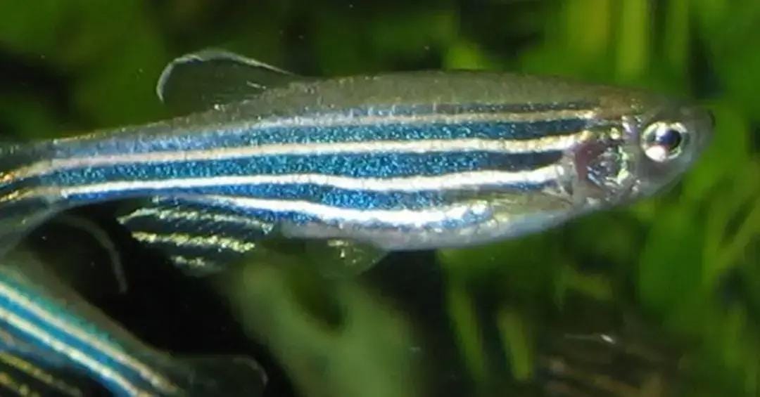 Peixe transgênico que limpa mercúrio