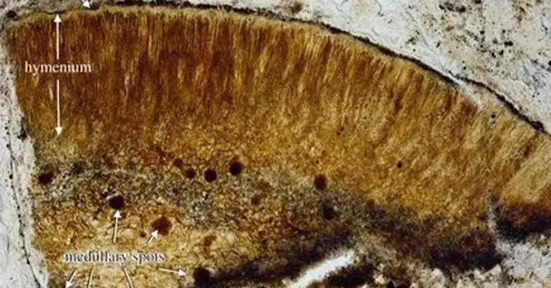 Prototaxites de 400 milhões