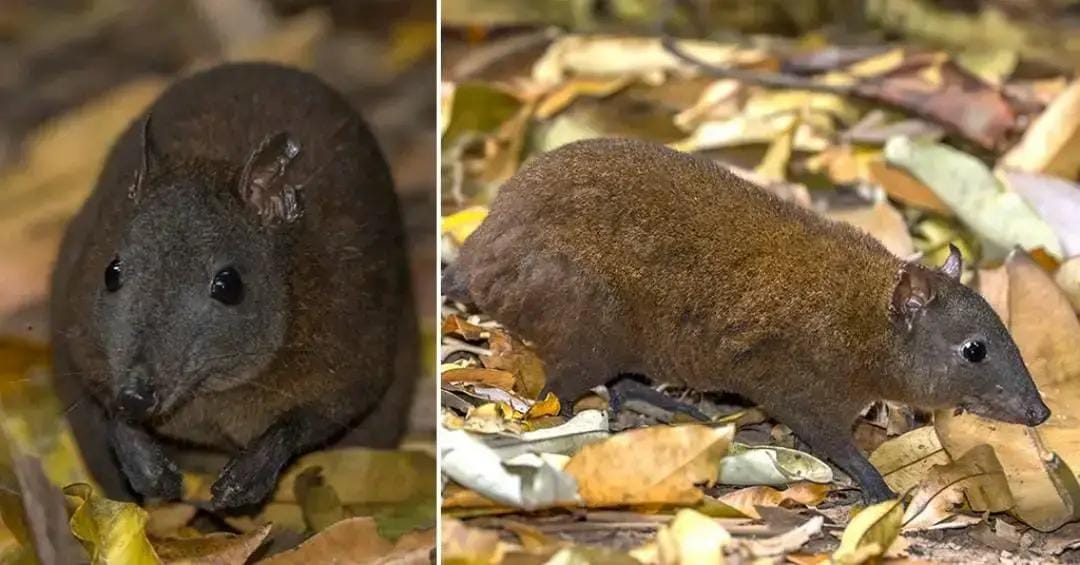 Rato-canguru e sua evolução