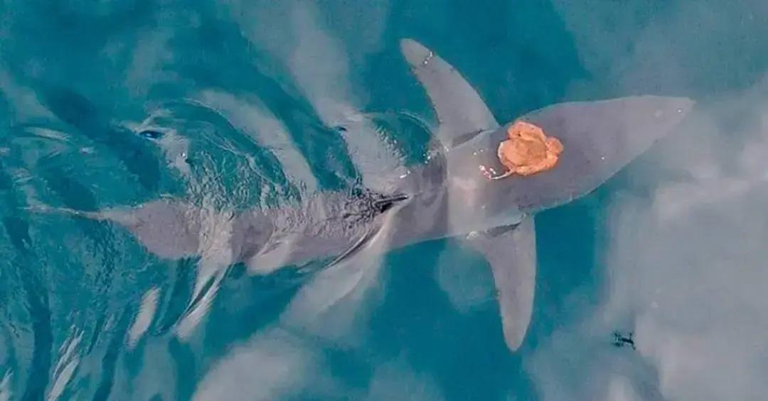 Tubarão mais rápido