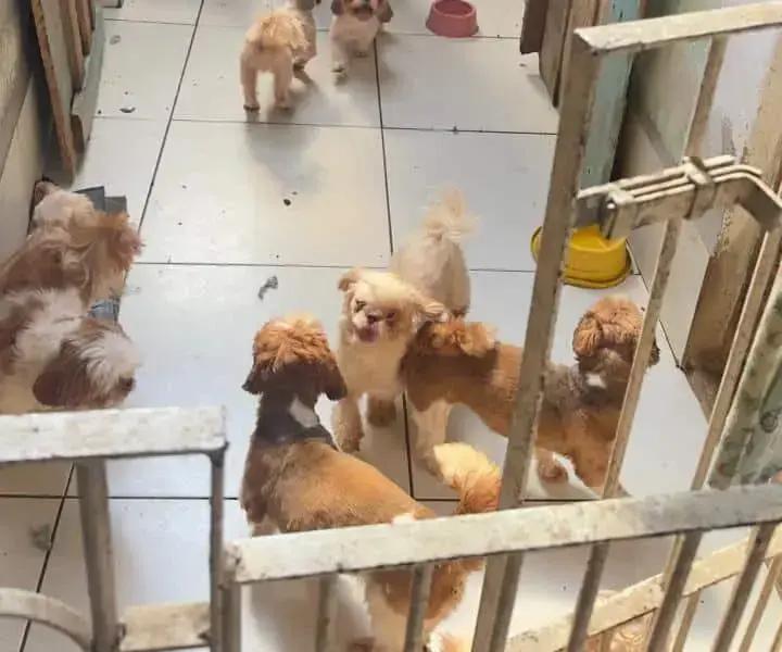 Adoção cães no ES