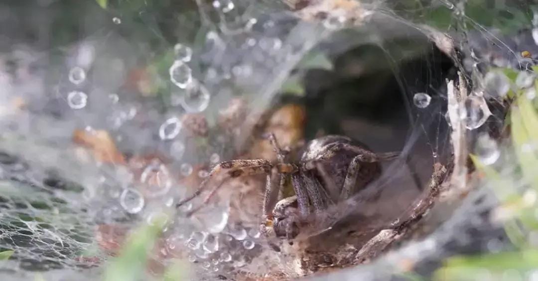 Aranhas-labirinto