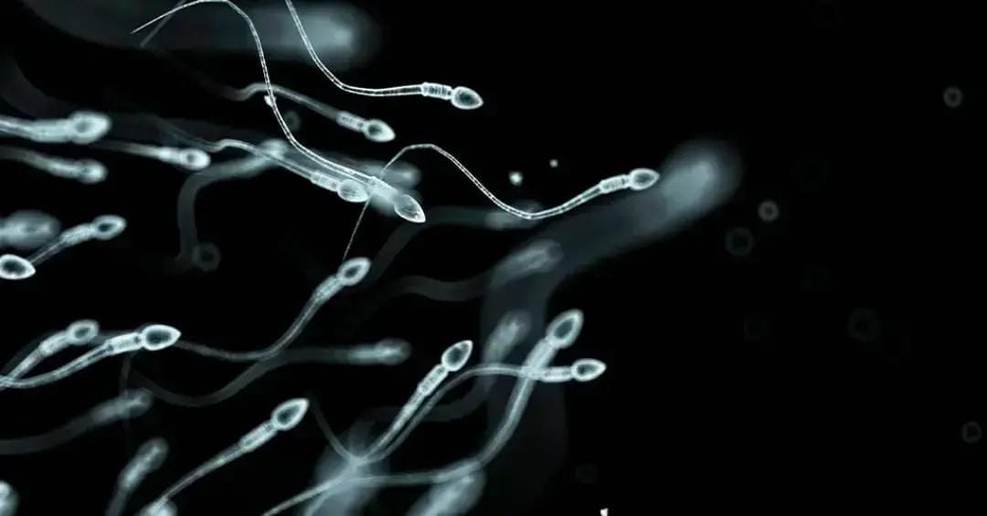 Azoospermia para ter filho