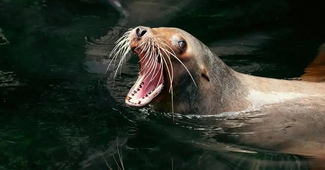 Banhistas na Califórnia