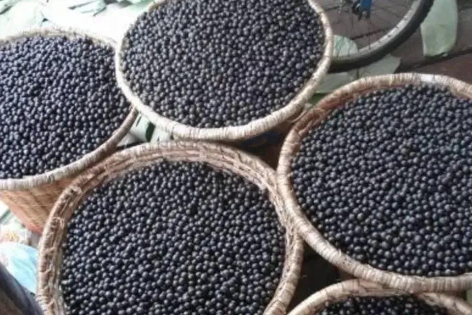 Biomassa de caroço de açaí