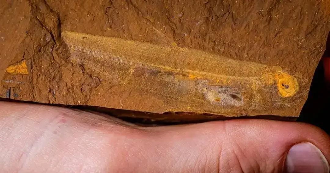 Descoberta na Austrália