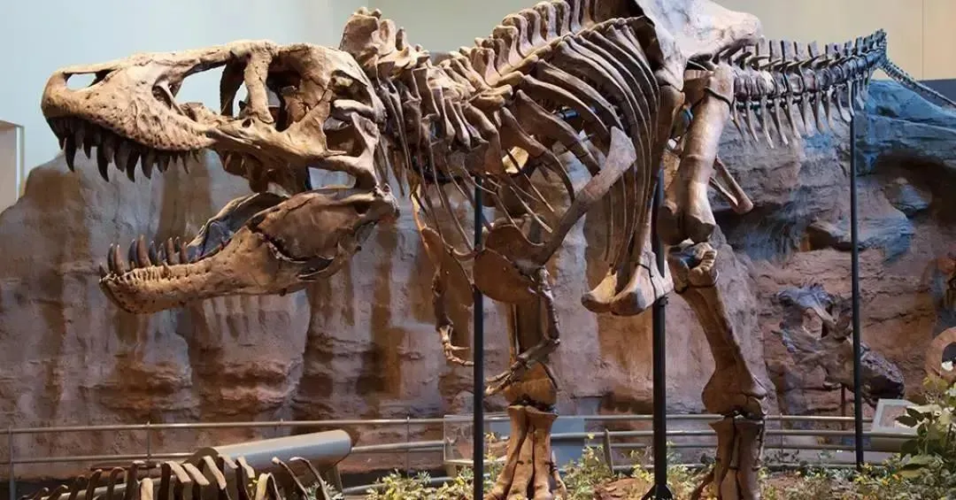 Fósseis de T. rex