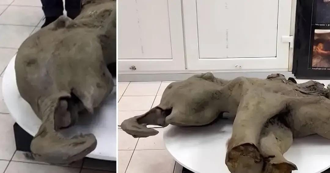Mamute na Sibéria