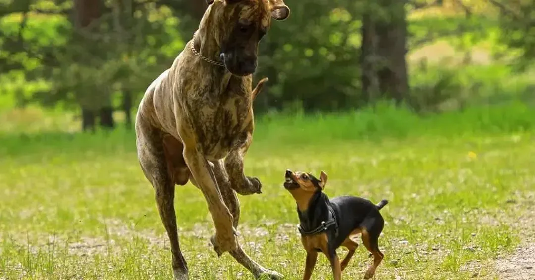 Mordidas de cães