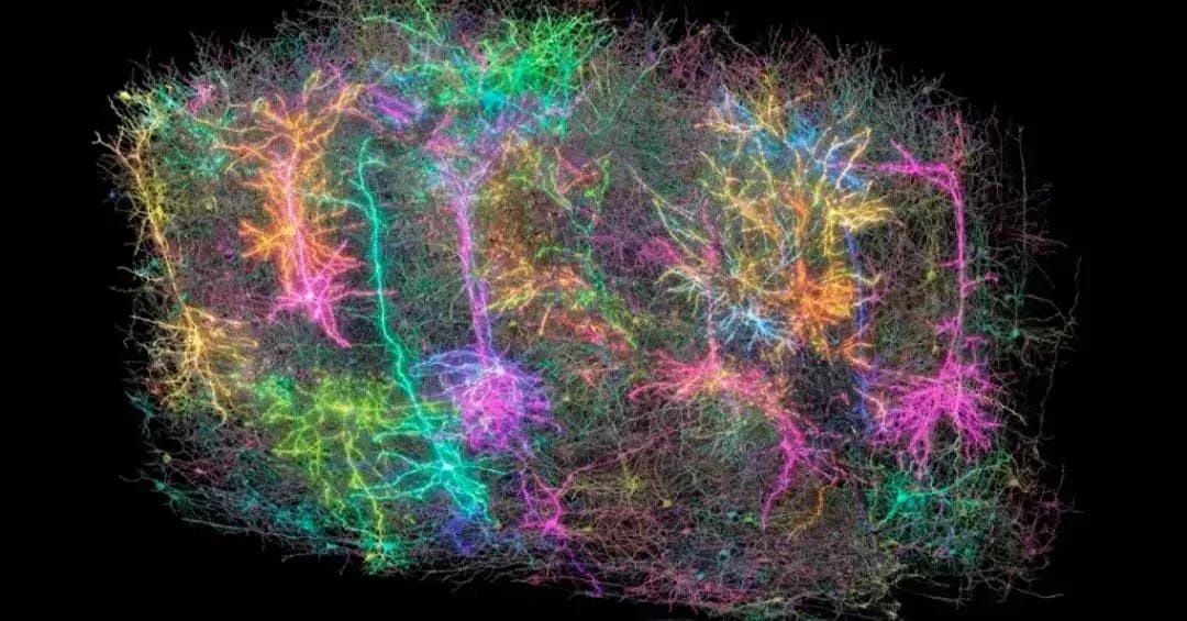 Neurônios no cérebro de rato