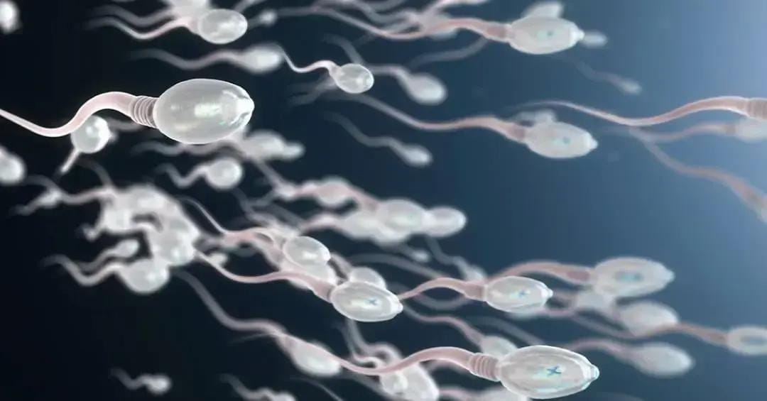 Produção de espermatozoides