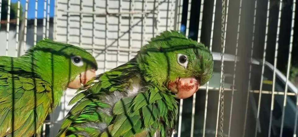 Resgate de animais silvestres