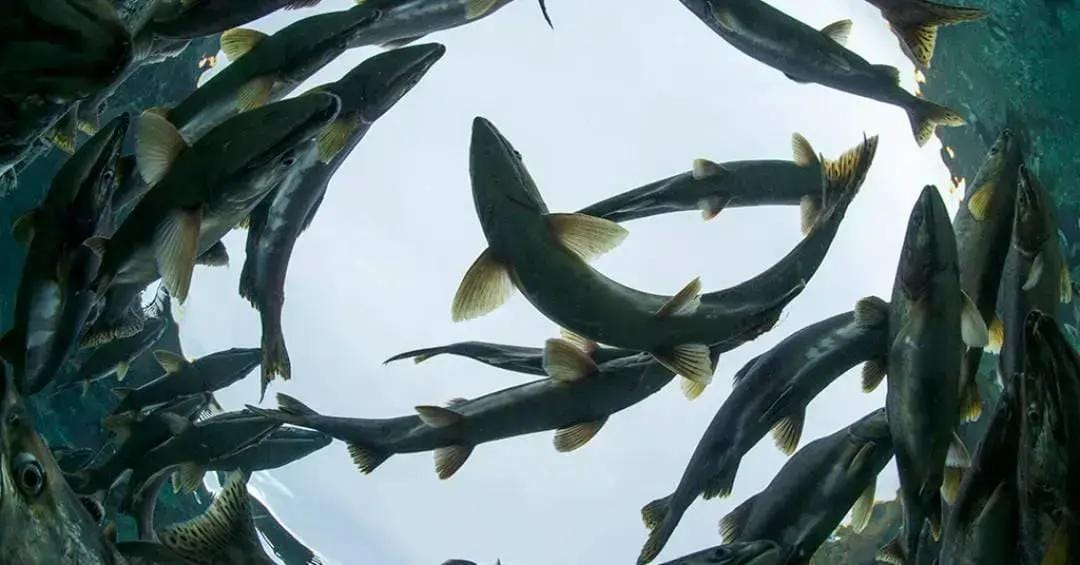 Substâncias na água