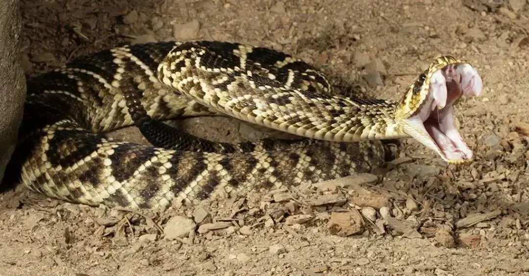 Antídoto contra cobras