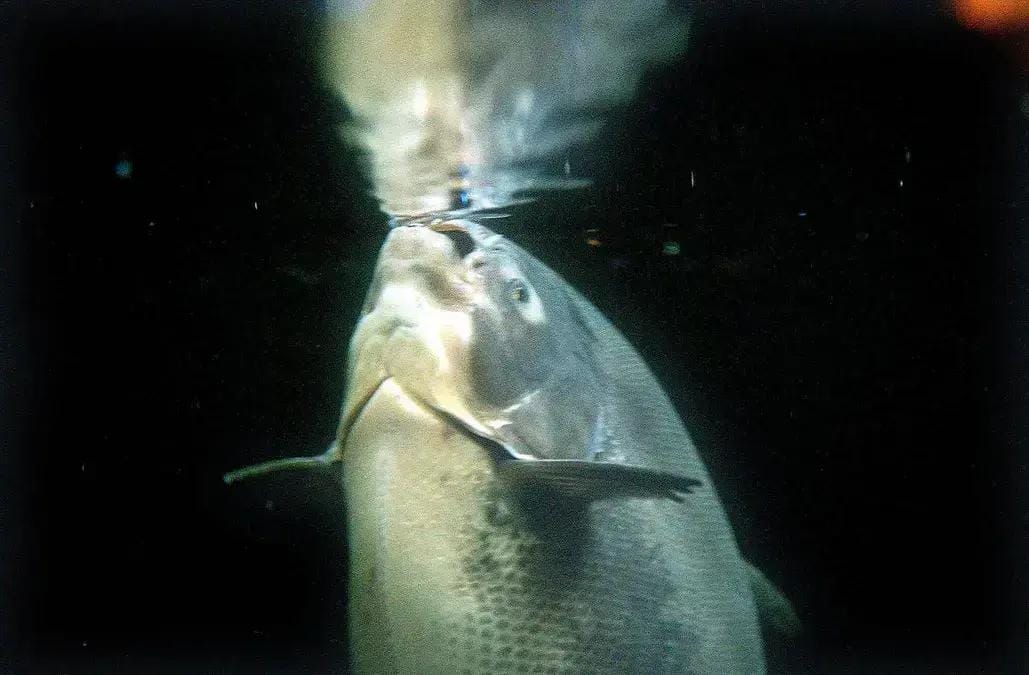 Criar peixes na Lua