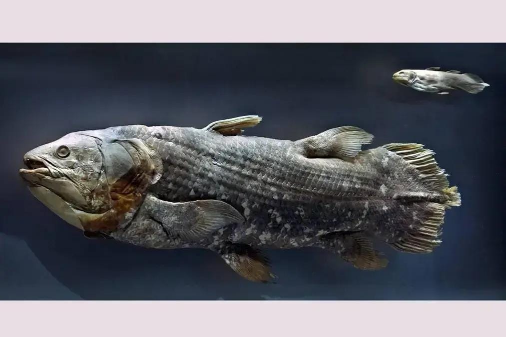 Evolução craniana dos vertebrados