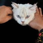 Independência dos gatos