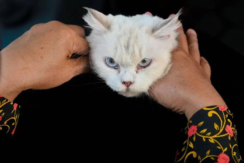 Independência dos gatos