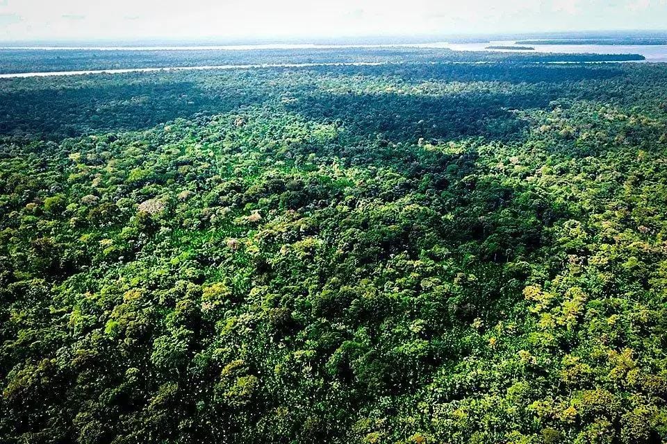 Leilão manejo florestal