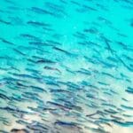 Peixes mais velhos