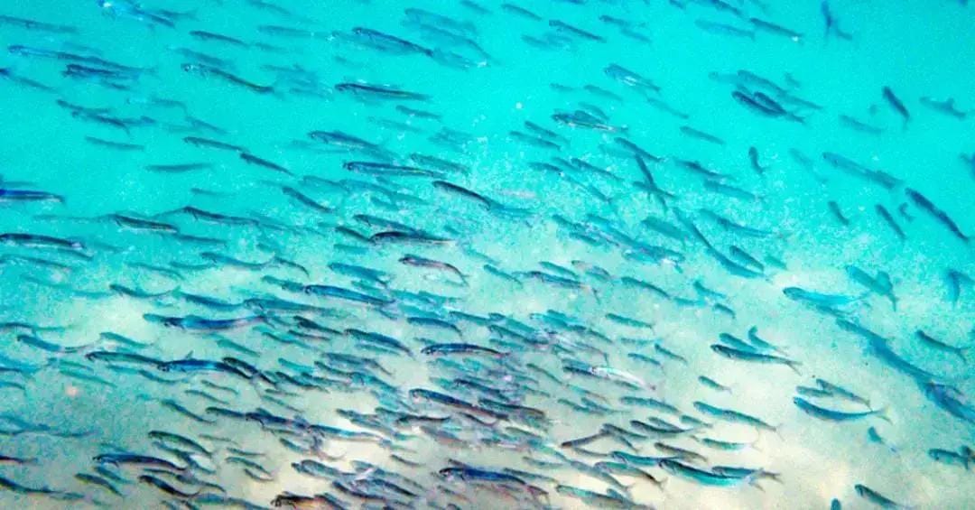 Peixes mais velhos