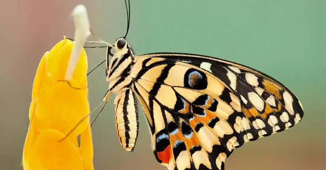 Asas de lepidópteros em fezes