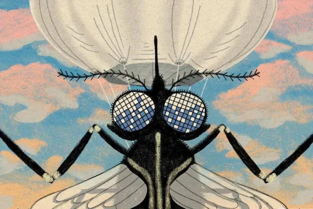 Busca de mosquitos
