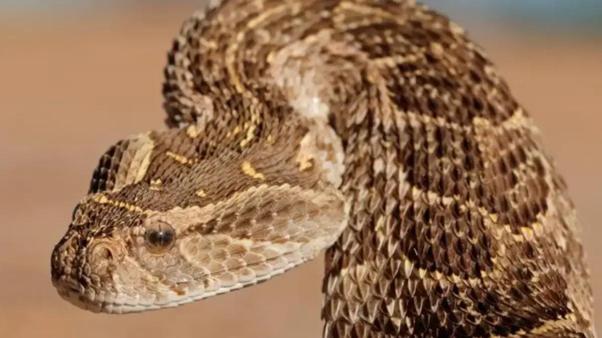 Cobra mais rápida