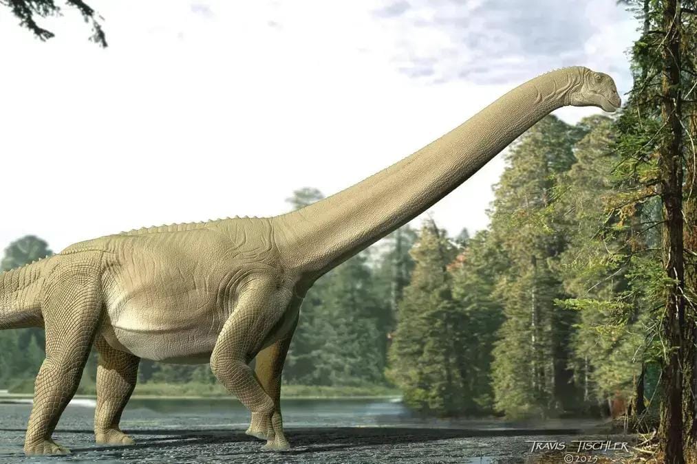 Dinossauros de pescoço longo