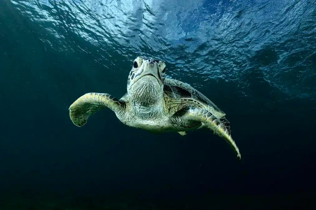 Elevação nível do mar