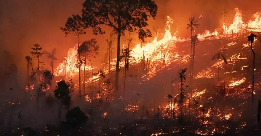 Incêndios florestais na água